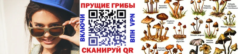 Псилоцибиновые грибы прущие грибы  Купить закладки  Болгар 